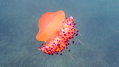Cotylorhiza tuberculata