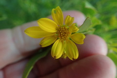 Osteospermum moniliferum