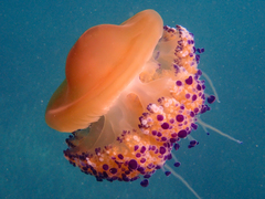 Cotylorhiza tuberculata