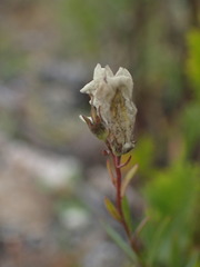 Linaria repens