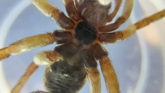 Lycosidae