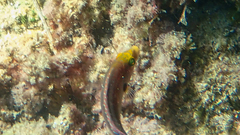 Symphodus mediterraneus