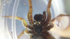 Lycosidae