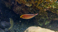 Symphodus mediterraneus