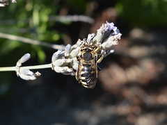 Anthidium florentinum
