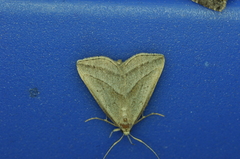 Macrochilo absorptalis