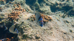 Diplodus vulgaris