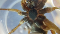 Lycosidae