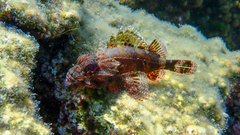 Scorpaena maderensis