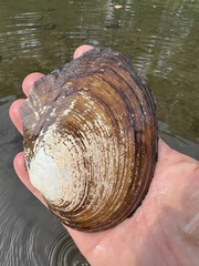 Lasmigona complanata