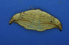 Drepana arcuata