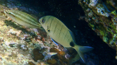 Diplodus sargus