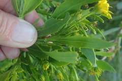 Osteospermum moniliferum