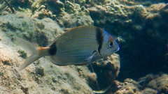 Diplodus vulgaris