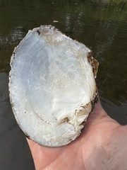 Lasmigona complanata