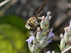 Anthidium florentinum