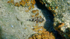 Scorpaena maderensis