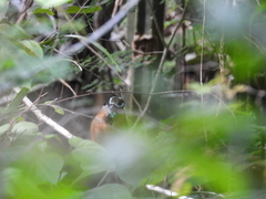 Eumomota superciliosa