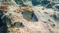 Diplodus vulgaris