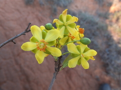 Ochna barbertonensis