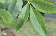 Fraxinus pennsylvanica