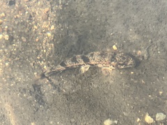 Hypentelium nigricans