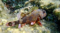 Scorpaena maderensis