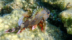 Scorpaena maderensis
