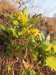 Ochna barbertonensis