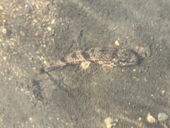 Hypentelium nigricans