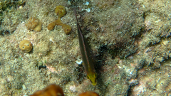 Symphodus mediterraneus