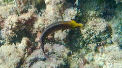 Symphodus mediterraneus