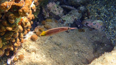 Symphodus mediterraneus