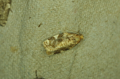 Archips argyrospila