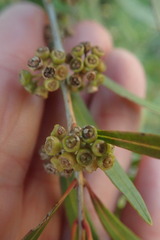 Metrosideros angustifolia