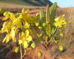 Ochna barbertonensis