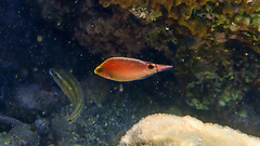 Symphodus mediterraneus