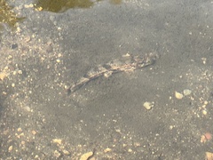 Hypentelium nigricans