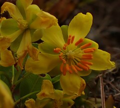 Ochna barbertonensis