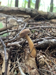 Austroboletus gracilis