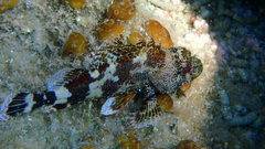 Scorpaena maderensis