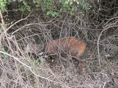 Tragelaphus sylvaticus sylvaticus