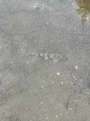 Hypentelium nigricans