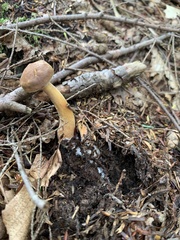 Austroboletus gracilis