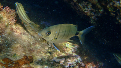 Diplodus sargus