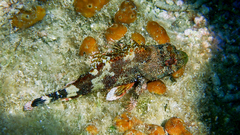 Scorpaena maderensis