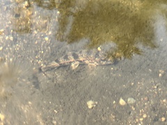 Hypentelium nigricans