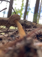 Austroboletus gracilis