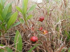 Ochna barbertonensis
