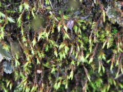 Grimmiaceae